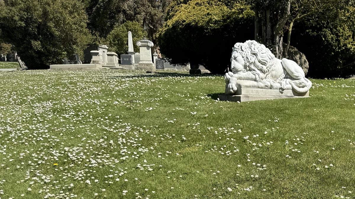 widowed: he's pushing up a daisy Erigeron-wildflowers-Cypress-Lawn-cemetery