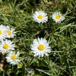 california-native-erigeron-daisies