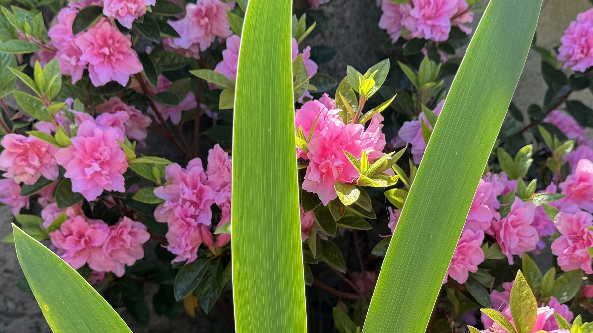 iris-blade-blocks-view-of-azalea