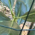 madrone-sapling-in-cage