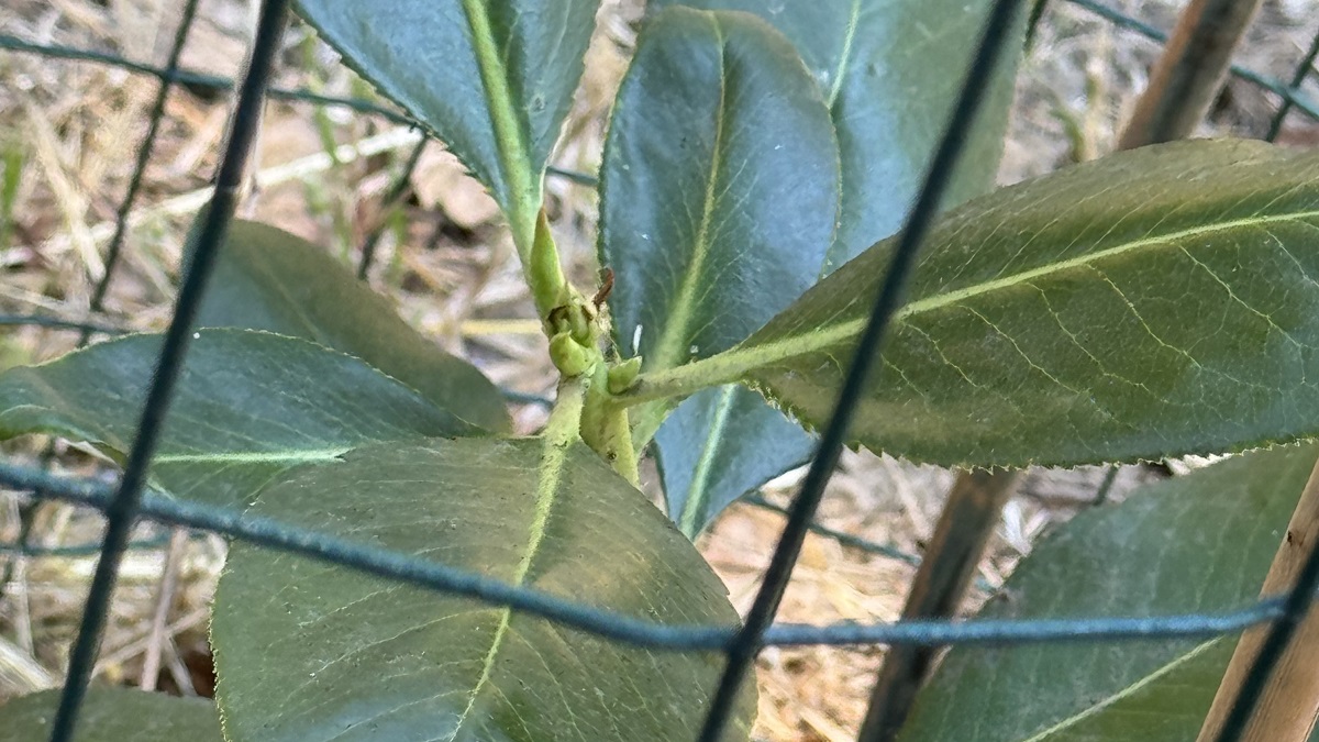 memorial tree madrone-sapling-in-cage