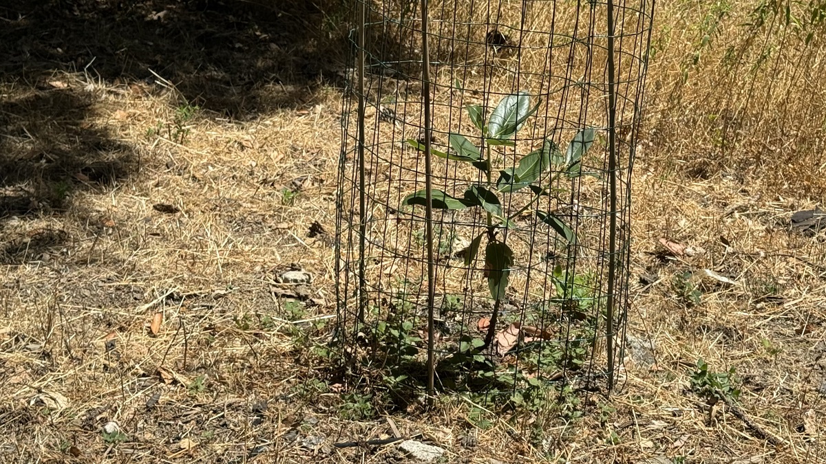 memorial tree madrone-sapling-with-secure-dee-cage