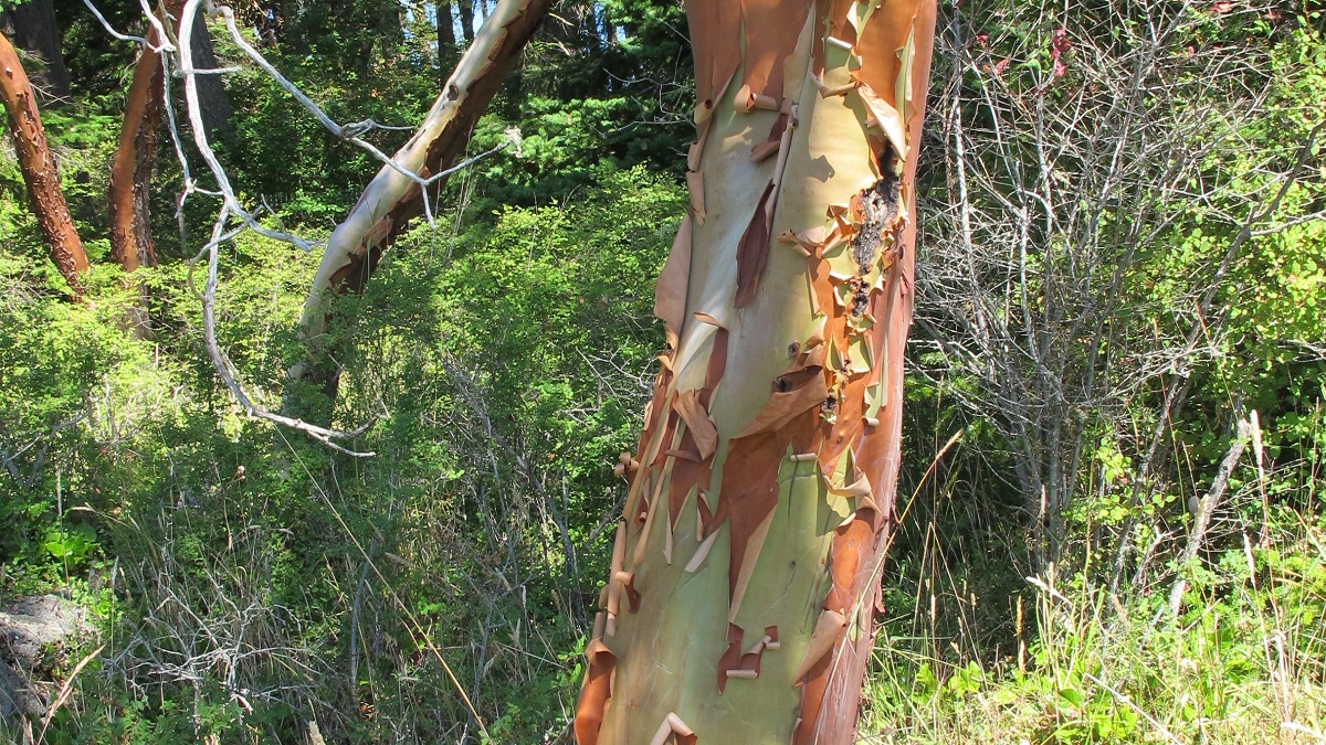 memorial tree madrone-bark-peeling