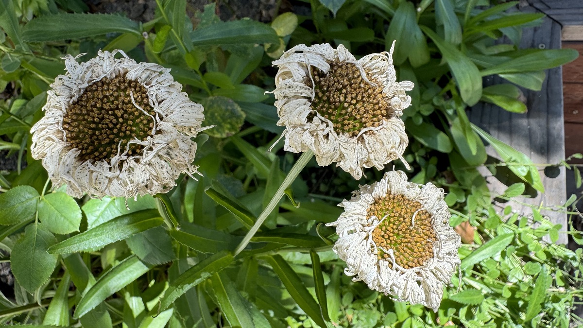 let me tell you about my daisies