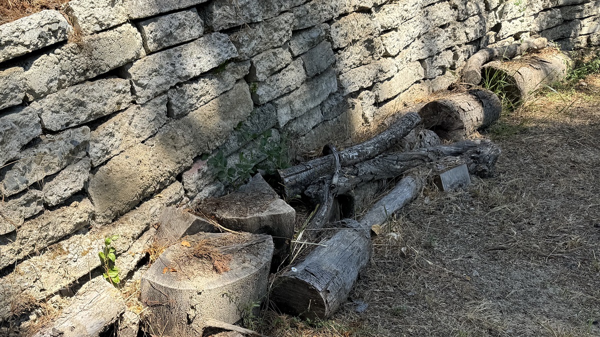 obstacle course or fairy circle rotting-logs