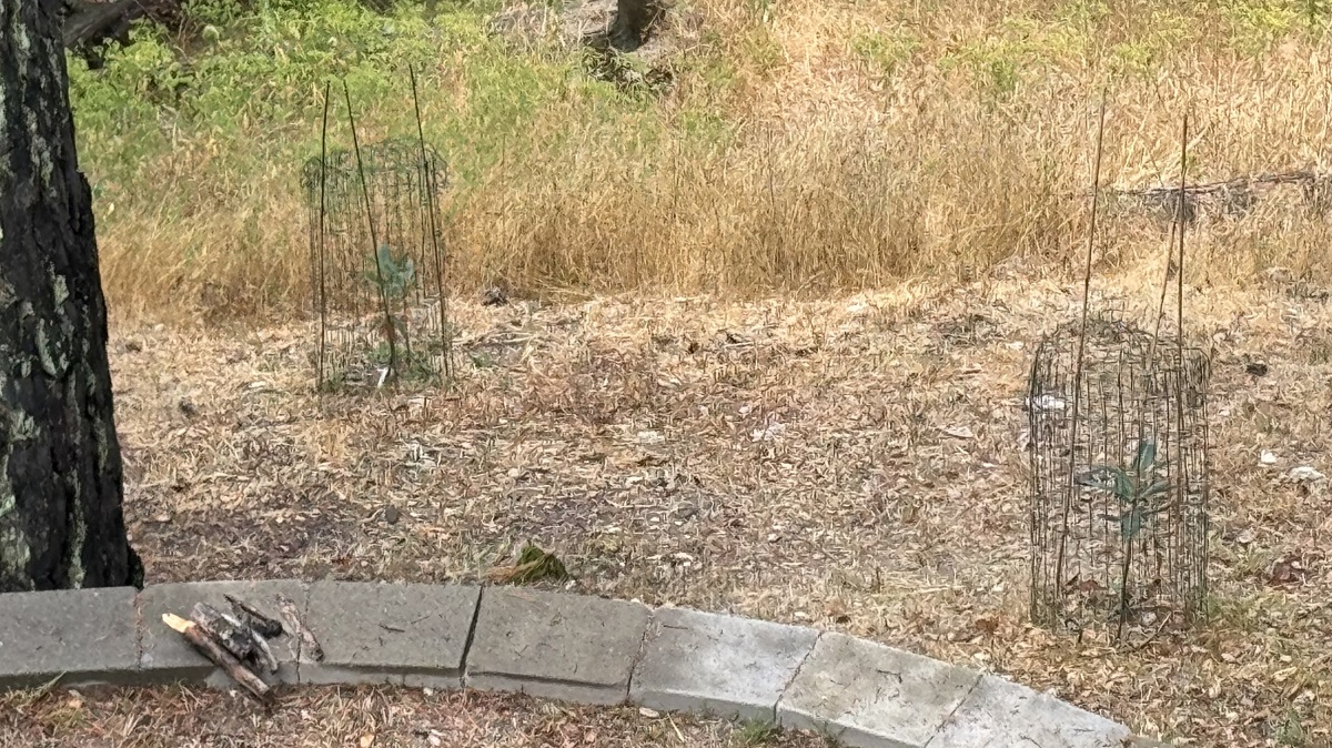 memorial tree madrone-saplings-in-deer-cages