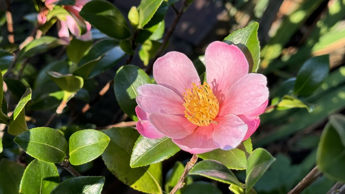 I'm not going to rant about the election results Pink-a-Boo-camellia