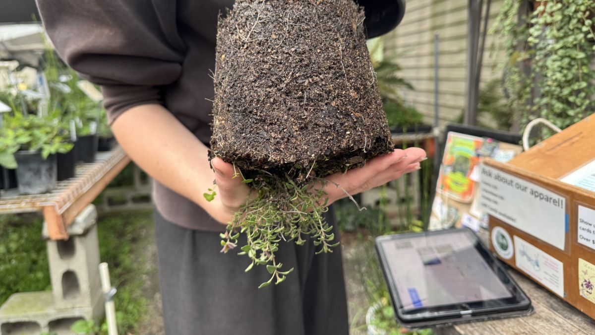 Monardella-macrantha-Marian-Sampson-Red-Monardella