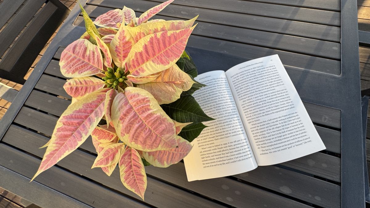 all i want for christmas is readers for m book poinsetia-with-gift-book