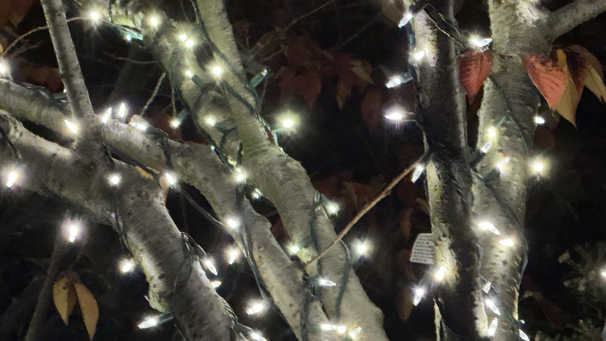 Christmas-lights-on-the-branches-of-a[tree