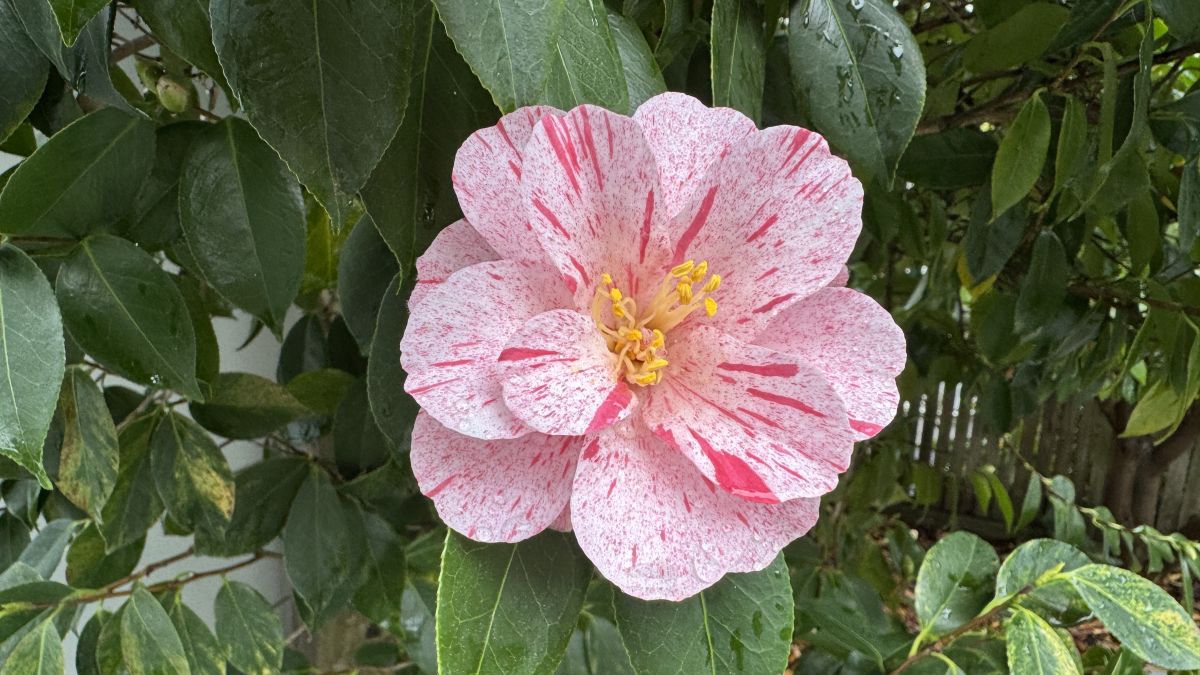 camellia-blossom-in-full
