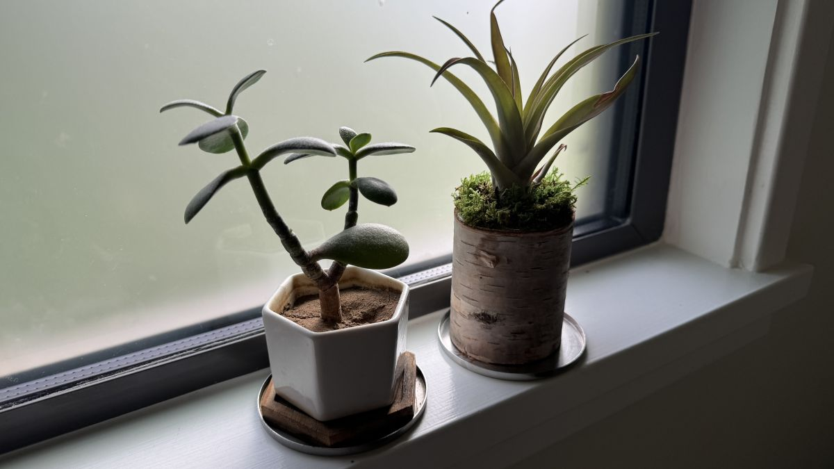 window-with-houseplants