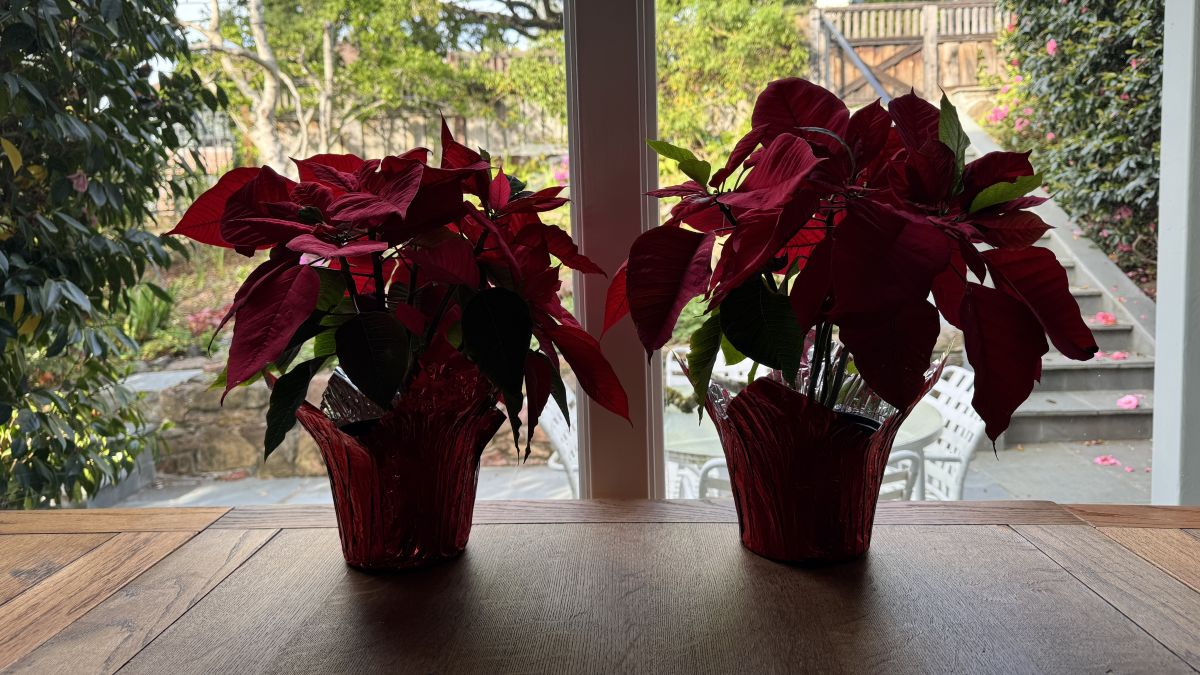 poinsettias